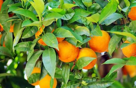 橘子長在哪裡 富貴竹有蟲